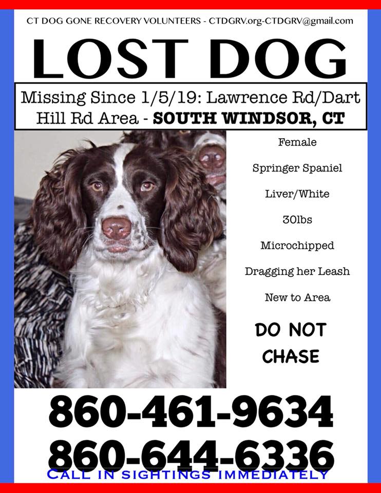 Lost Dog Welsh Springer Spaniel in SOUTH WINDSOR, CT ...