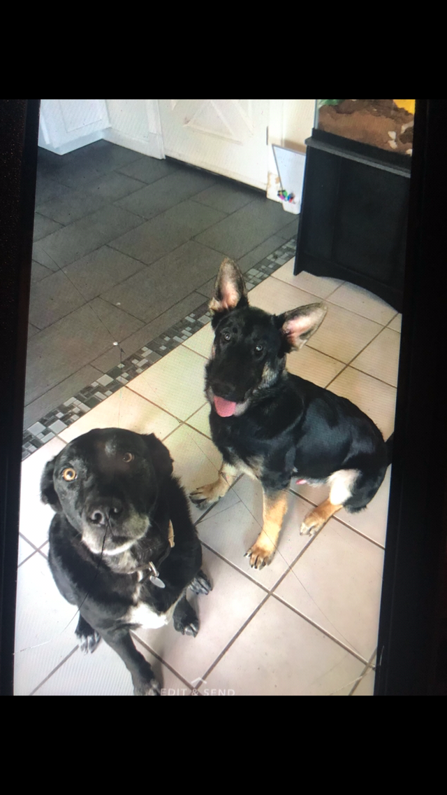 Image of Jax and shadow, Lost Dog