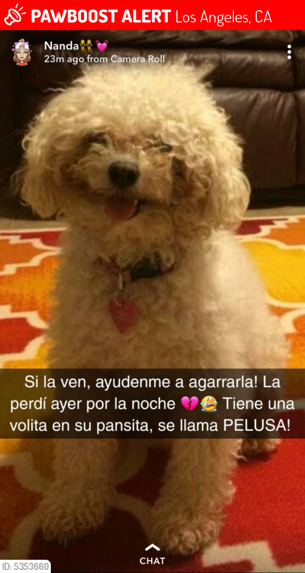 Image of Pelusa, Lost Dog