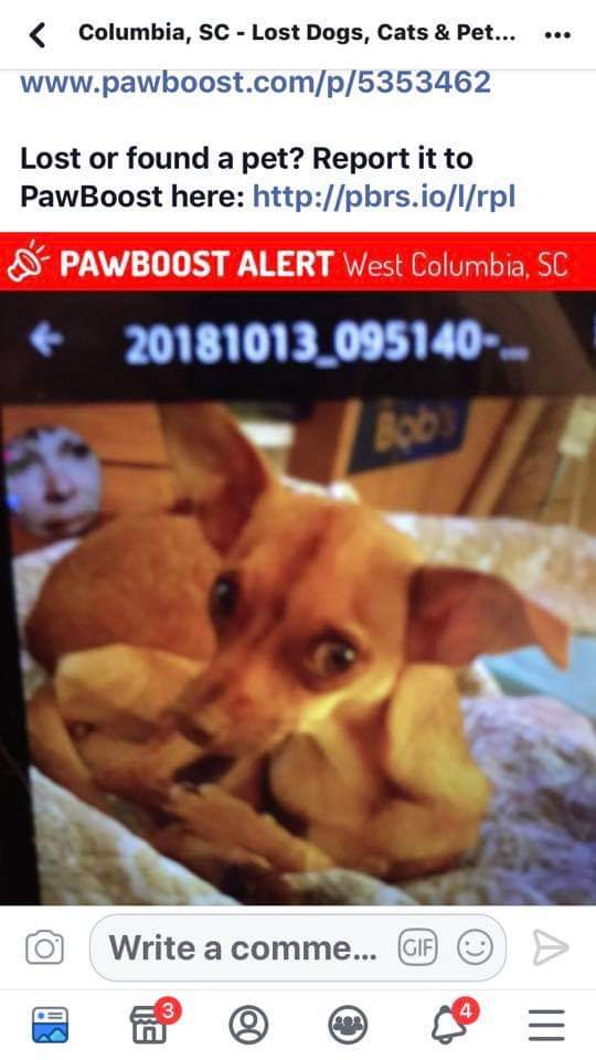 Image of P-nut, Lost Dog