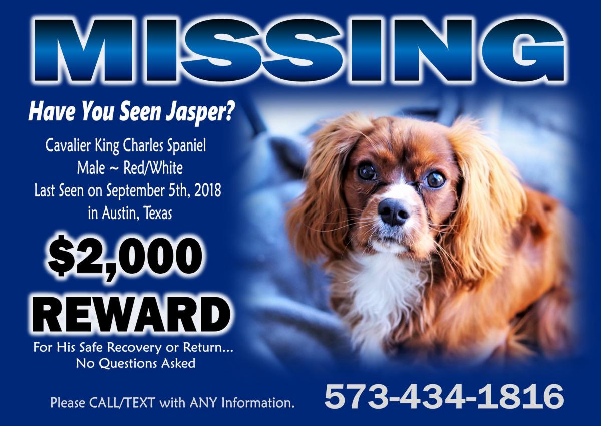 Image of Jasper, Lost Dog