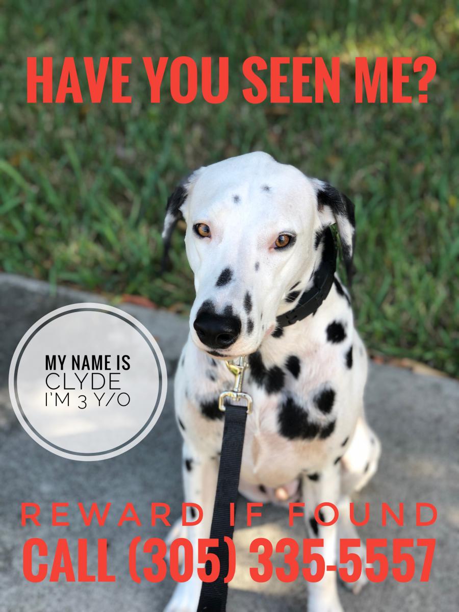 Image of Clyde, Lost Dog