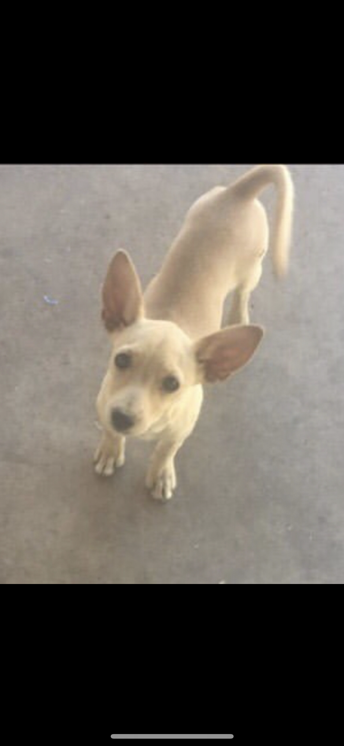 Image of Jerry, Lost Dog