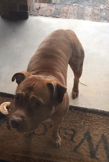 Image of Brown Pitbull, Found Dog