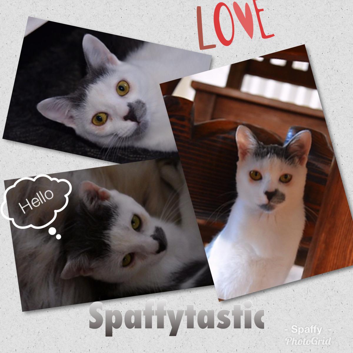 Image of Twitter (Spaffy), Lost Cat