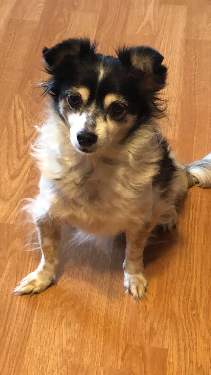 Image of LUCY, Lost Dog