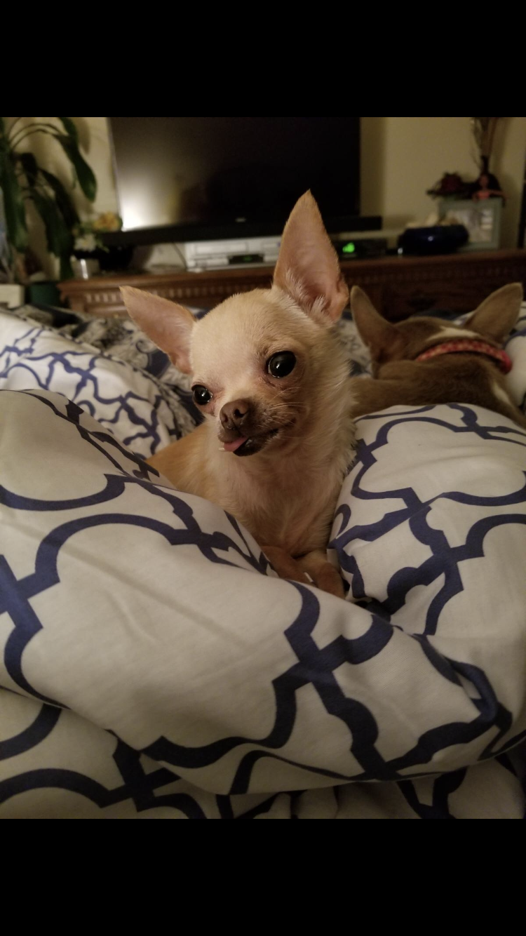 Image of Chicken Wing, Lost Dog