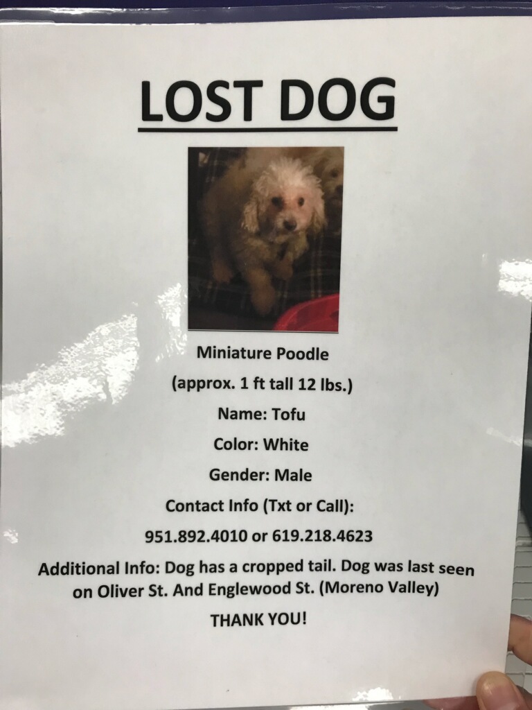 Image of Tofu, Lost Dog