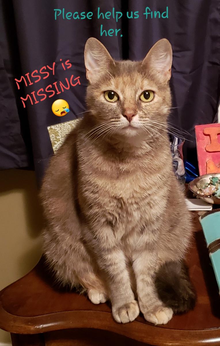 Image of Missy, Lost Cat