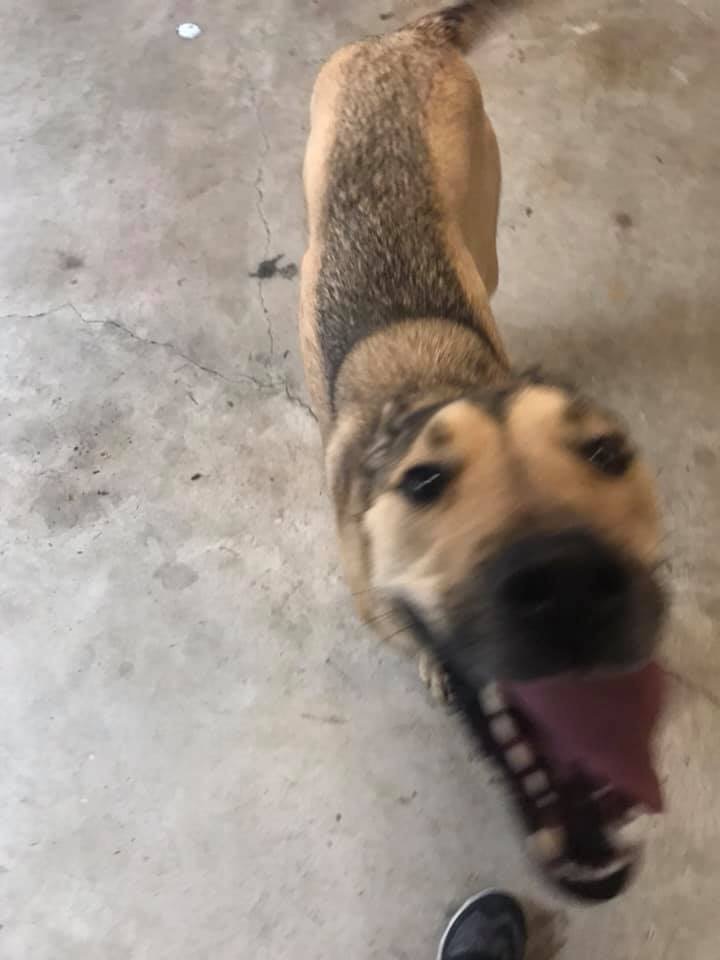 Image of Unknown (no tag), Found Dog