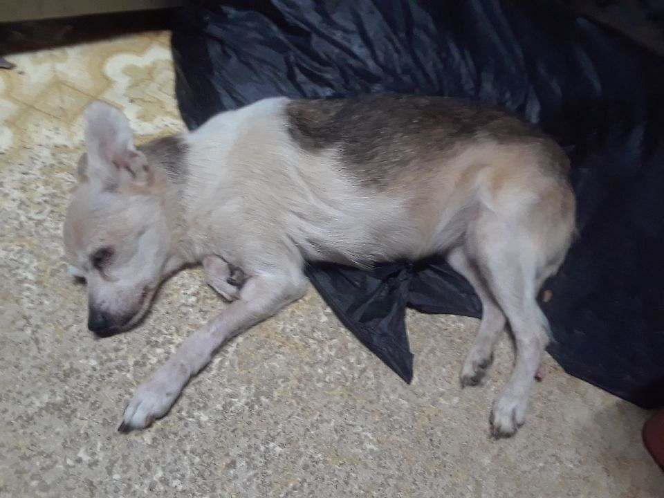 Image of Perly, Lost Dog