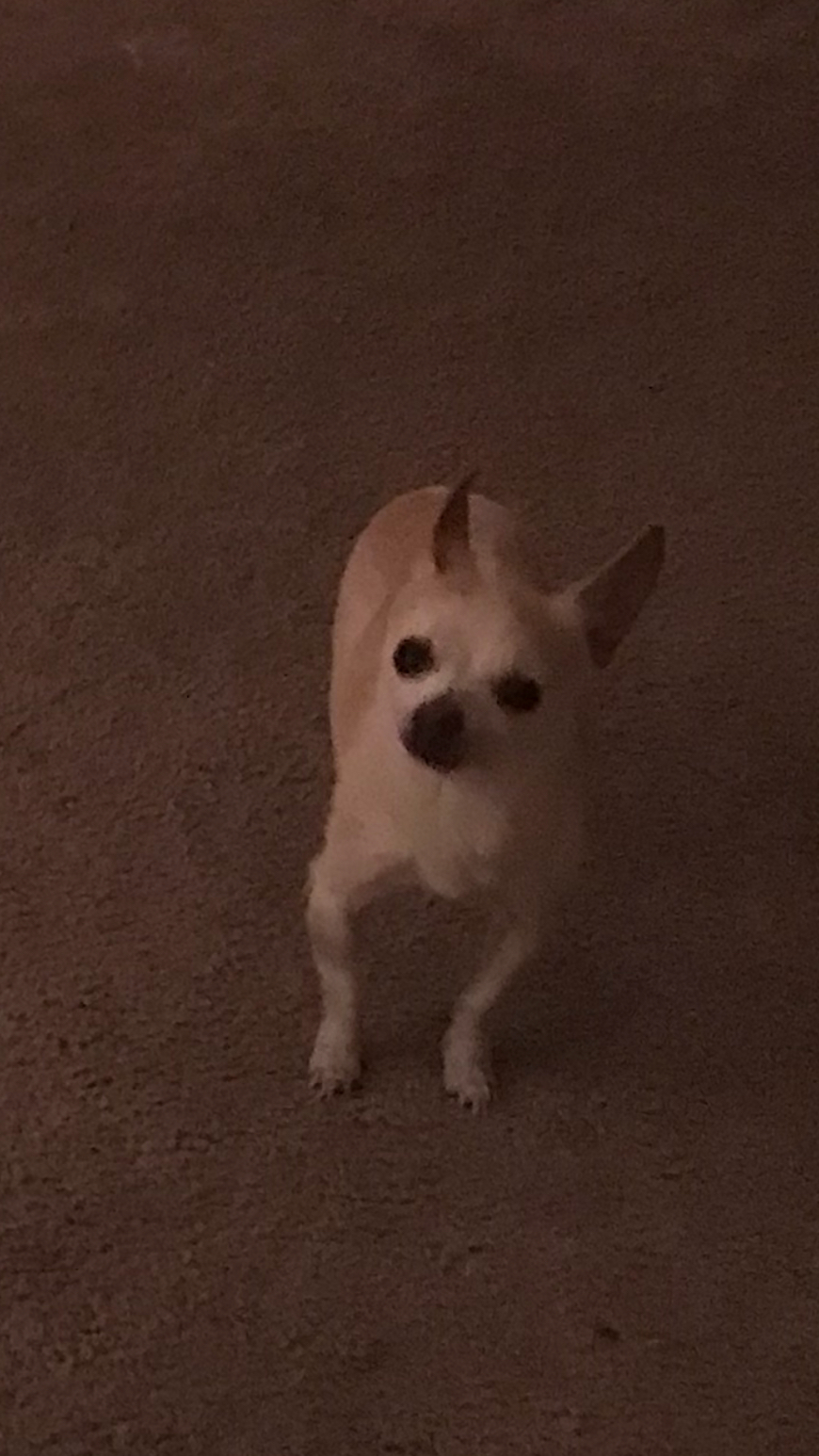 Image of Baxter, Lost Dog