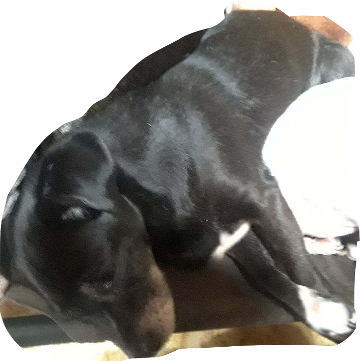 Image of Leero Leero, Lost Dog