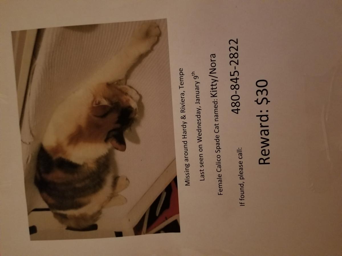 Image of Nora/ kitty, Lost Cat