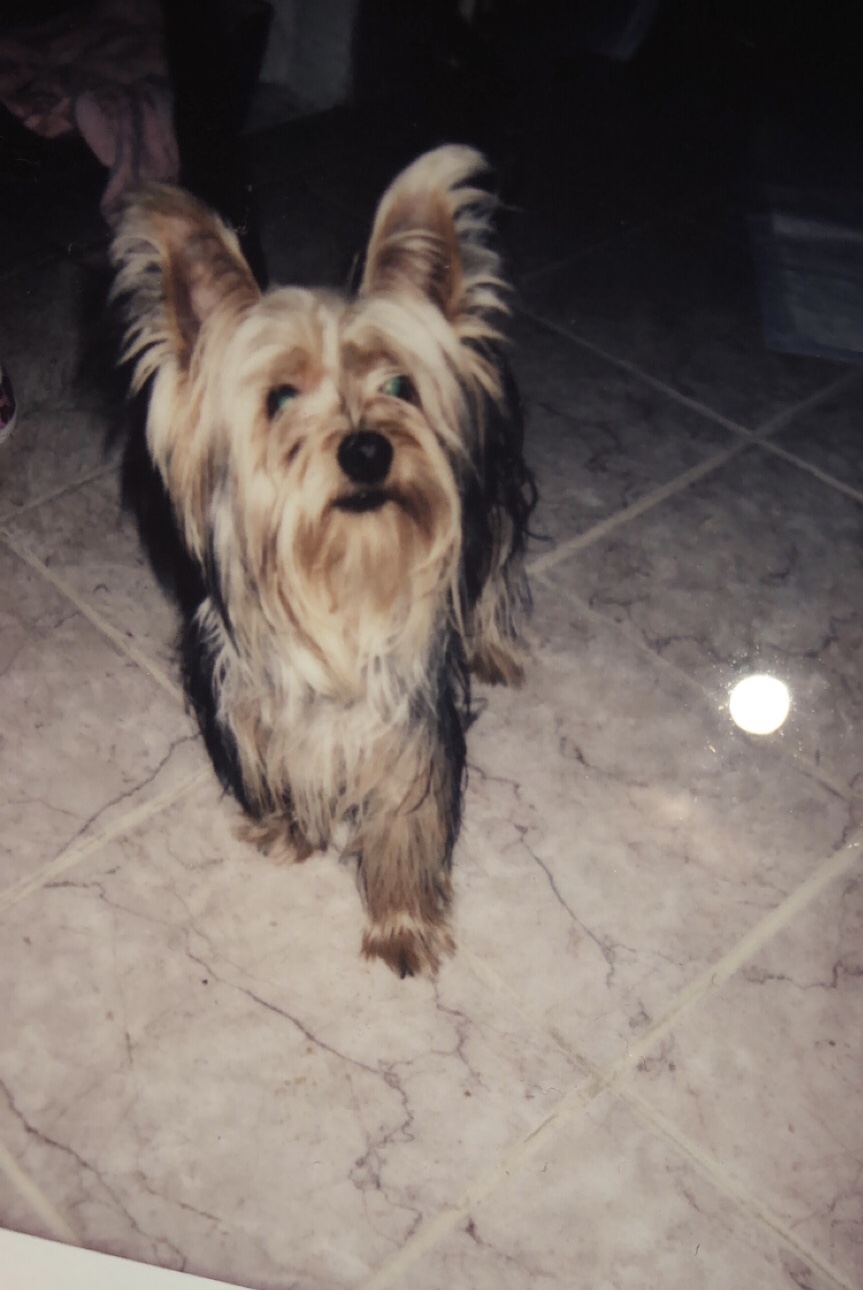 Image of Buki, Lost Dog