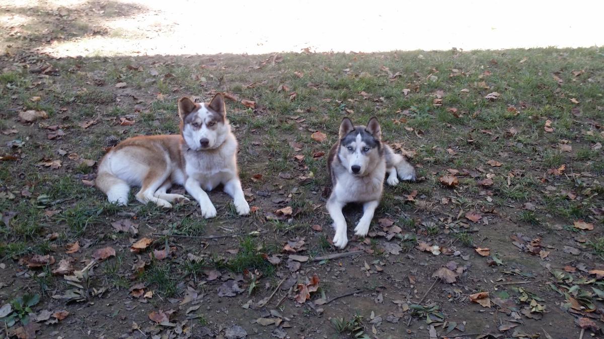 Image of Polo and luna, Lost Dog