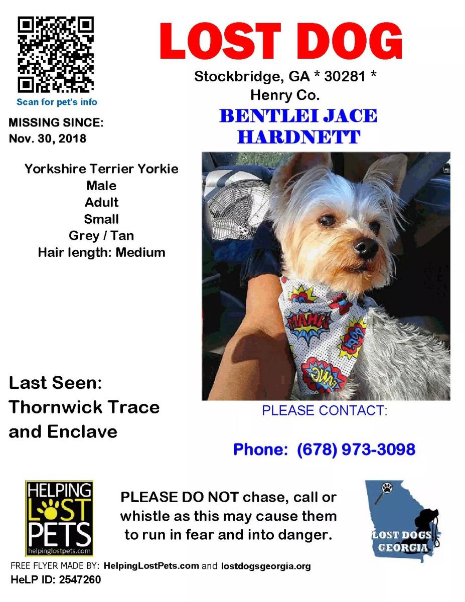 Image of Bentlei Jace, Lost Dog