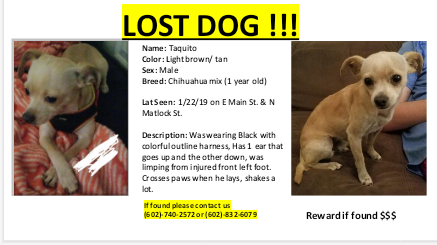 Image of Taquito, Lost Dog