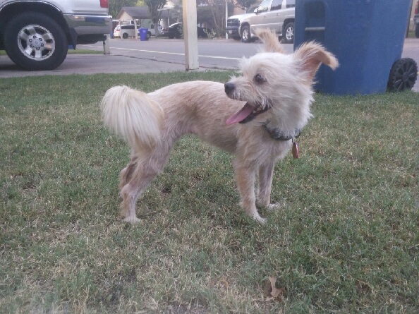 Image of Chikis Garcia, Lost Dog