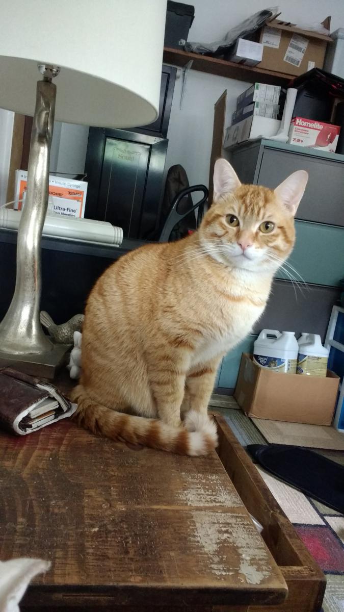 Image of Chance, Lost Cat