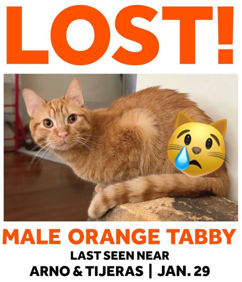 Image of Beau, Lost Cat