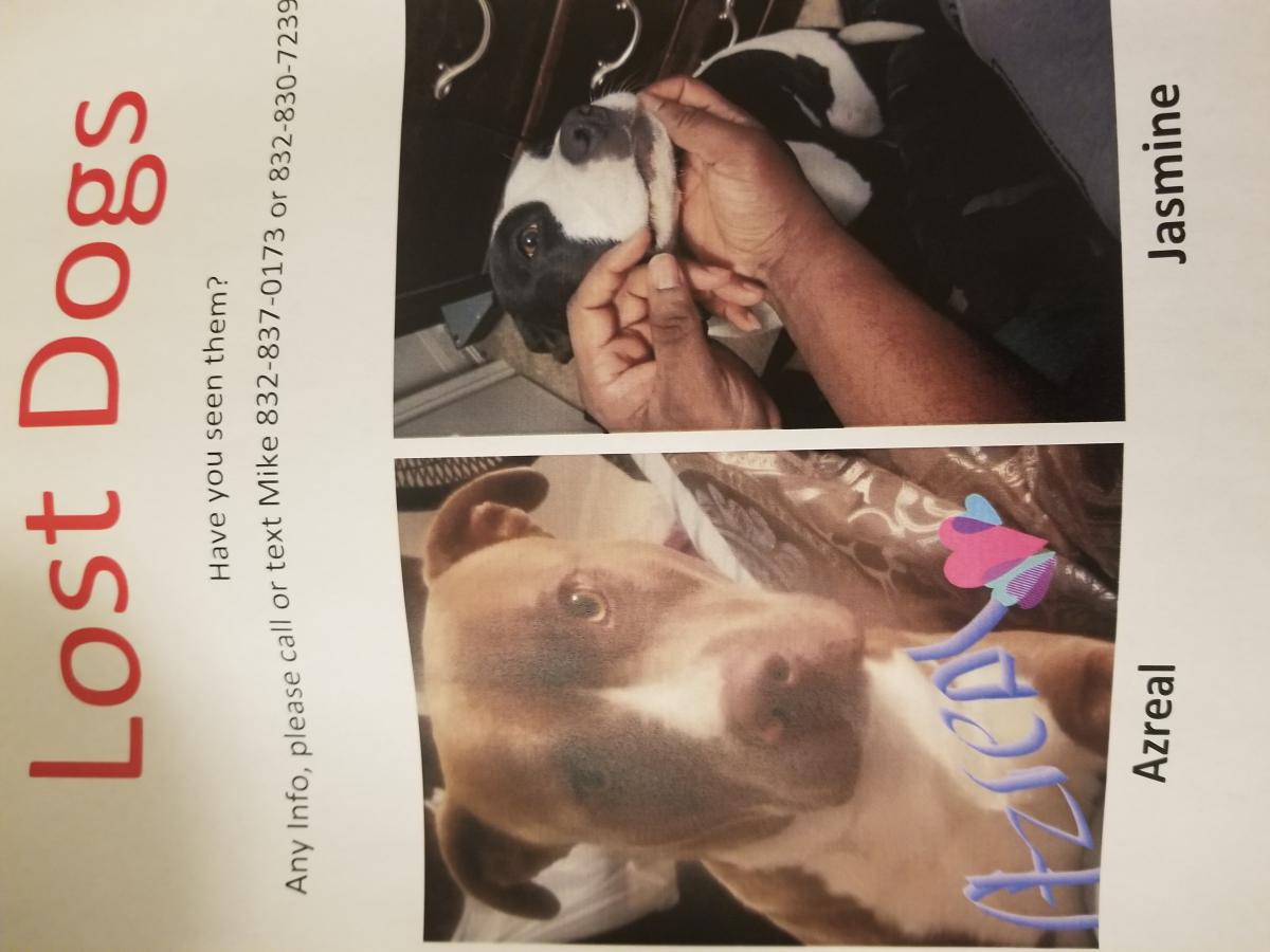 Image of Azreal, Lost Dog
