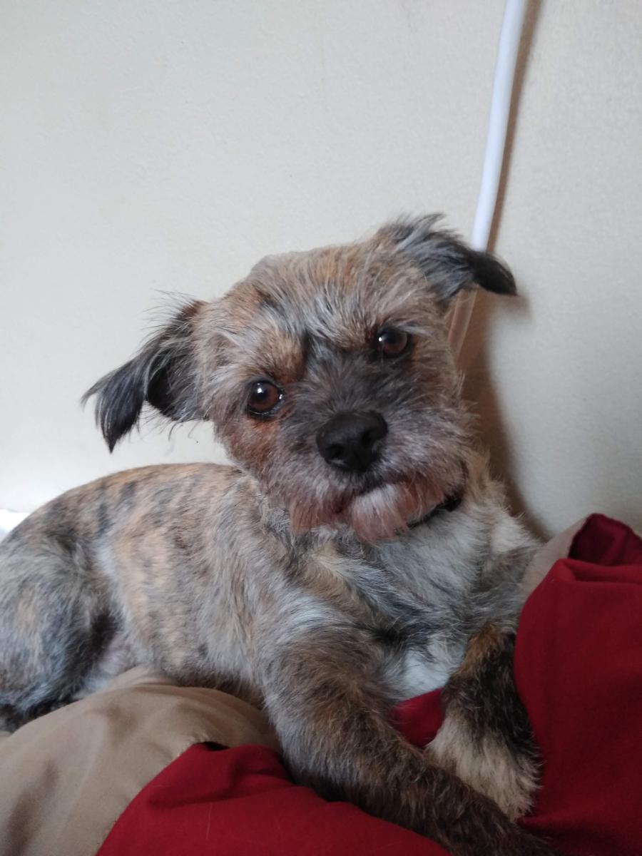 Image of Chewie, Lost Dog