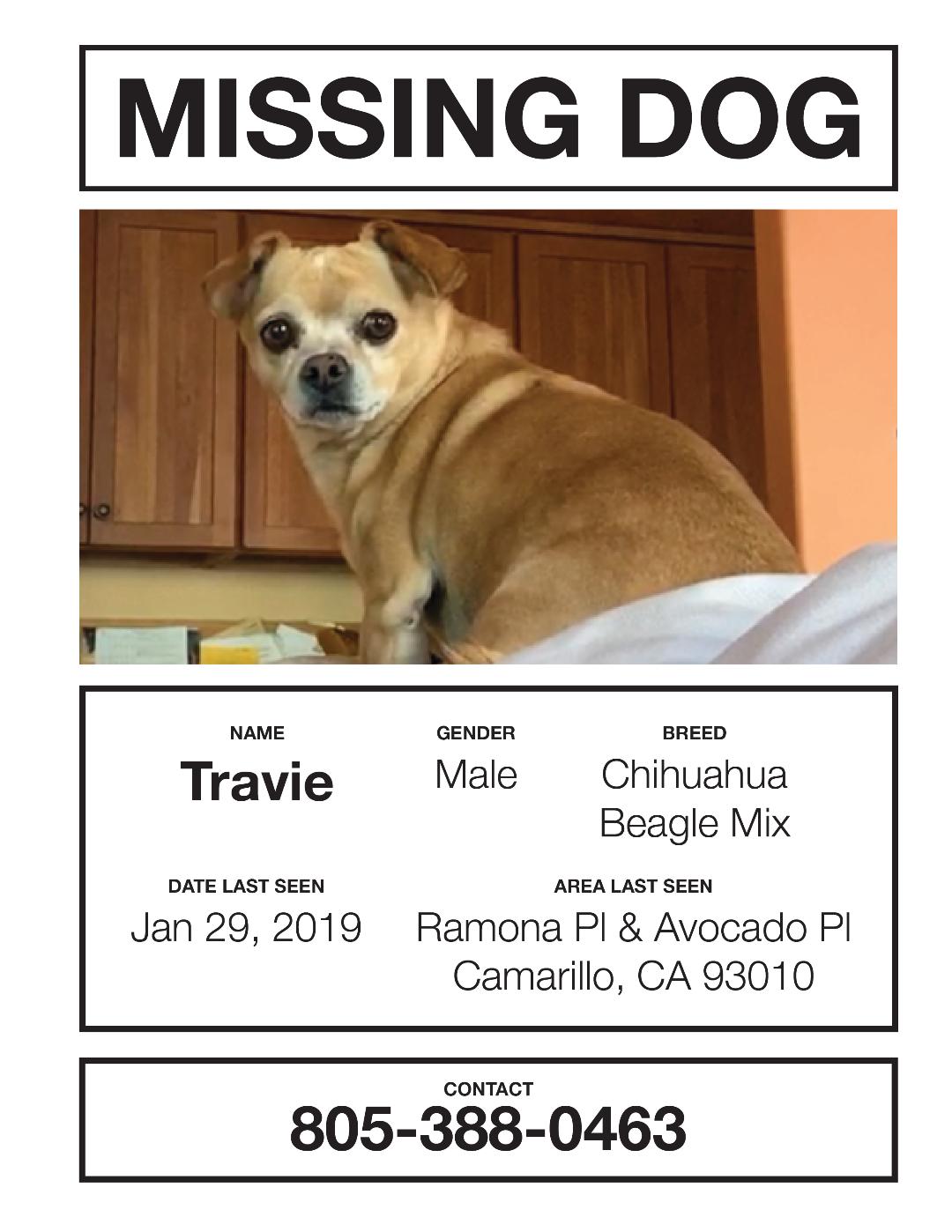 Image of Travie, Lost Dog