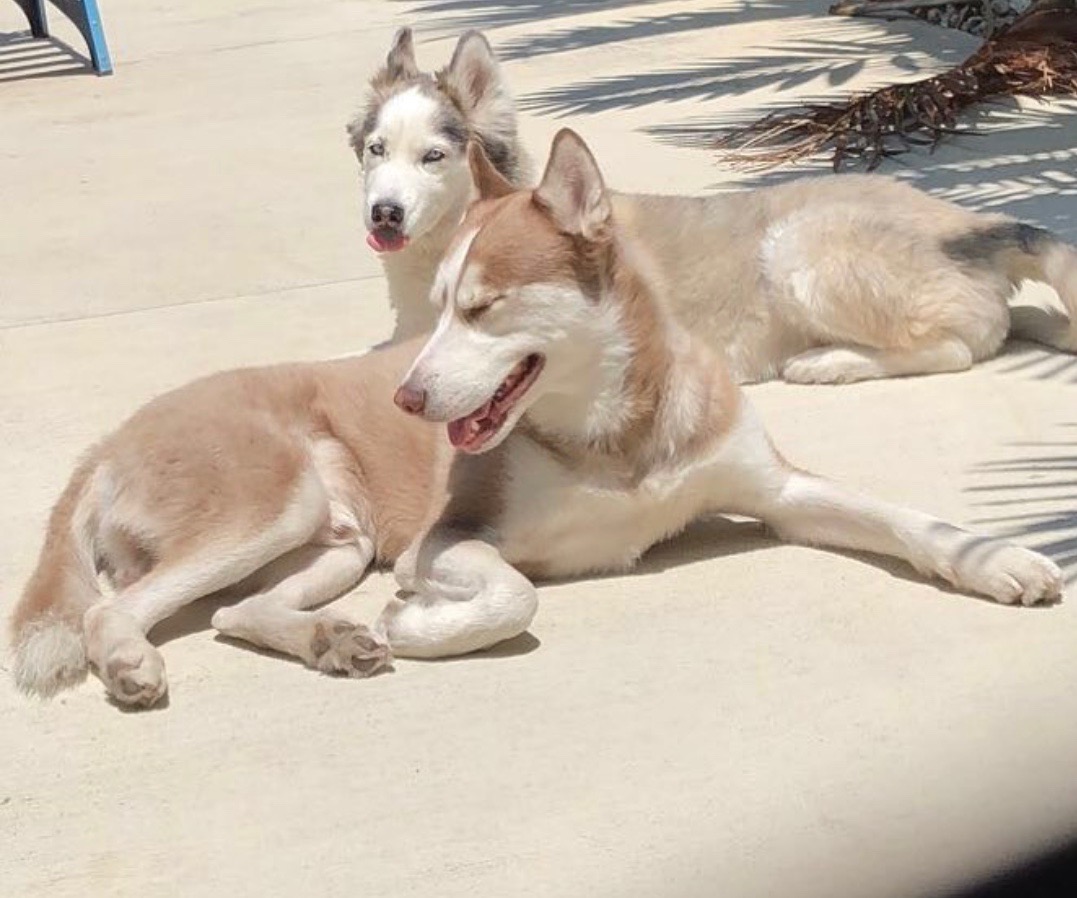 Image of Misha and sasha, Lost Dog