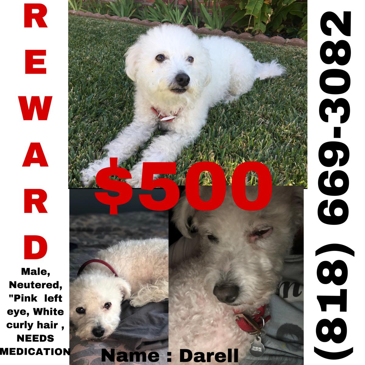 Image of Darell, Lost Dog