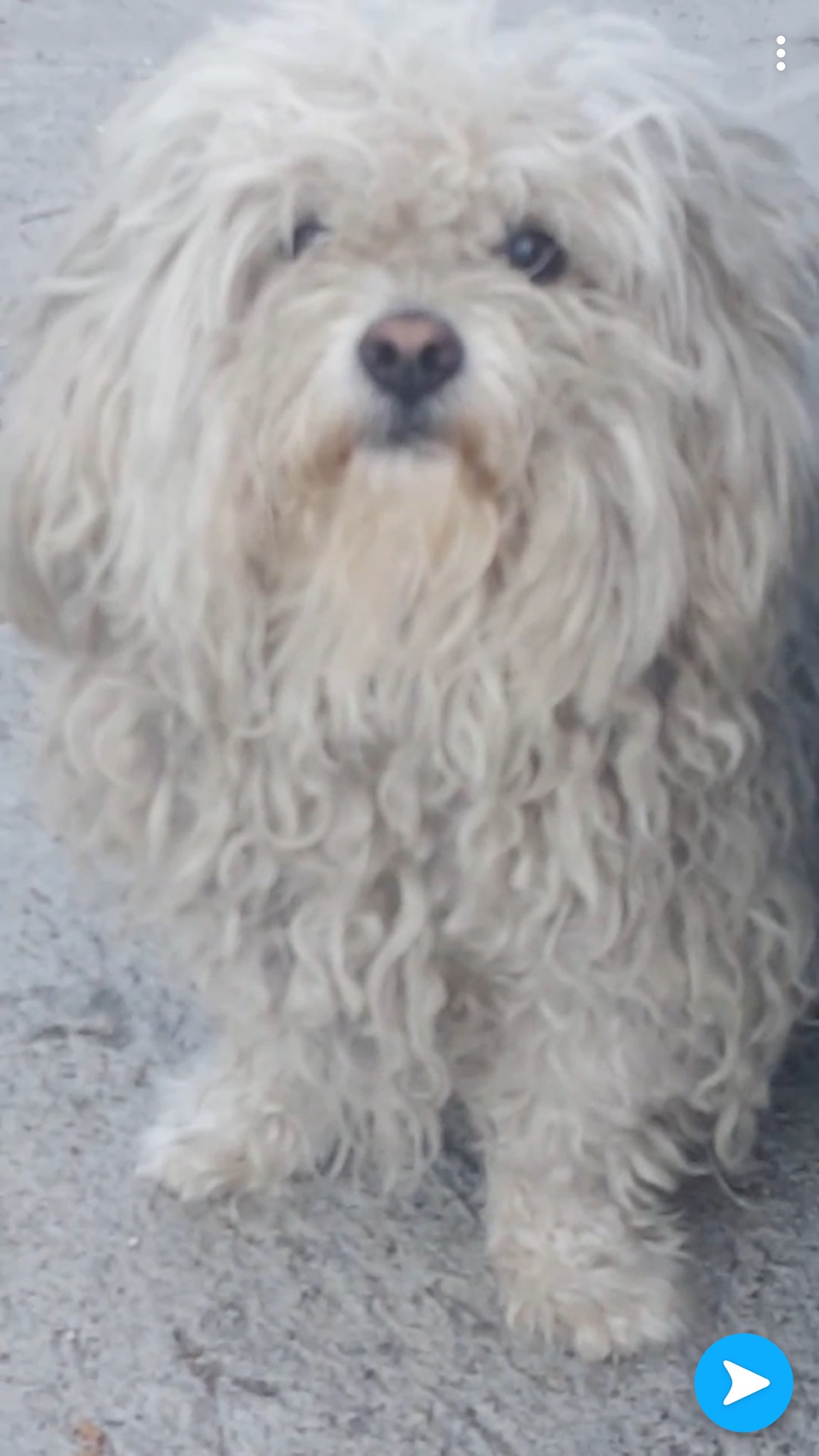 Image of Peluchin, Lost Dog