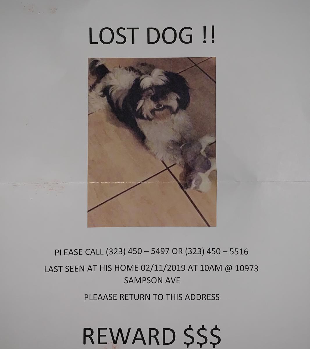 Image of Tyler, Lost Dog