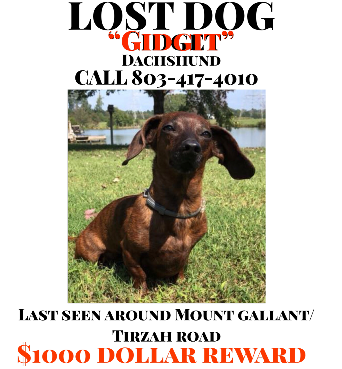 Image of Gidget, Lost Dog