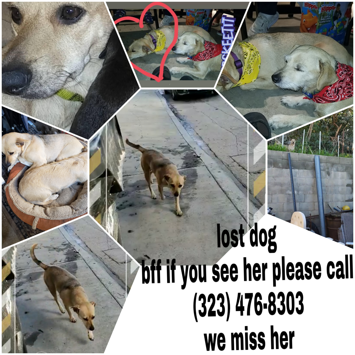 Image of Bff, Lost Dog
