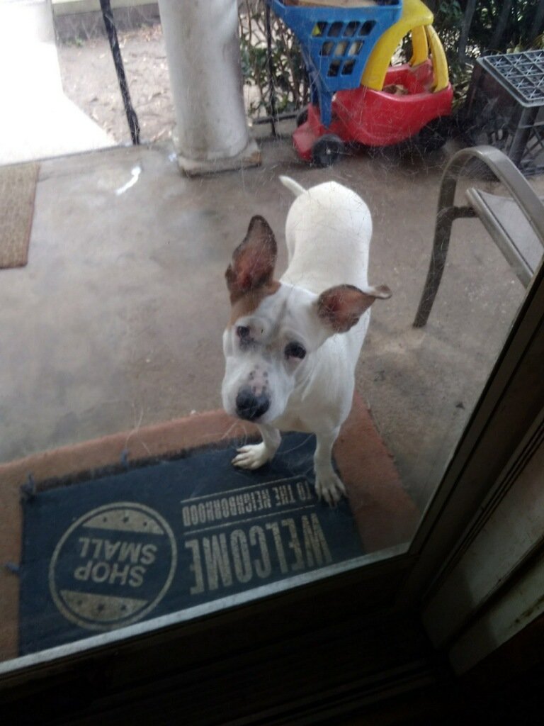 Image of Snow, Lost Dog