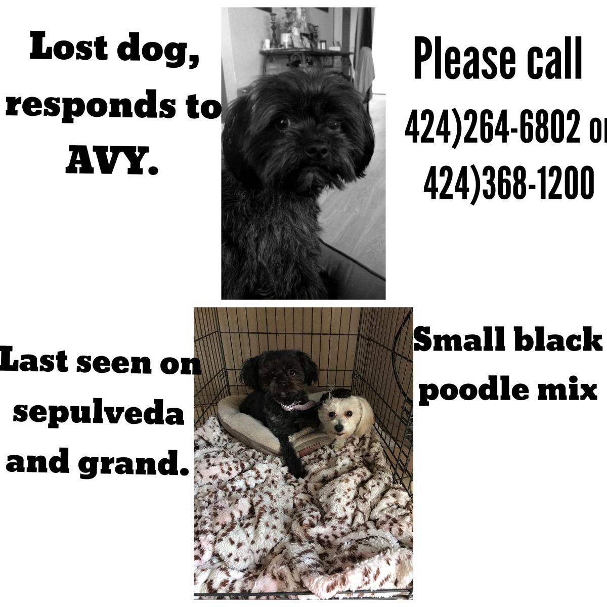 Image of Avy, Lost Dog