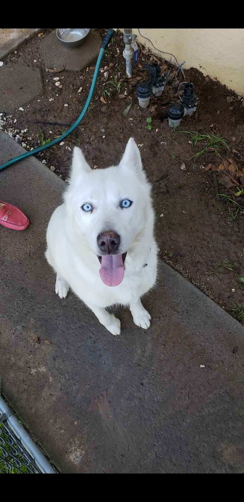 Image of Husky White, Found Dog