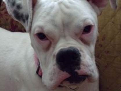 Image of Pinky, Lost Dog