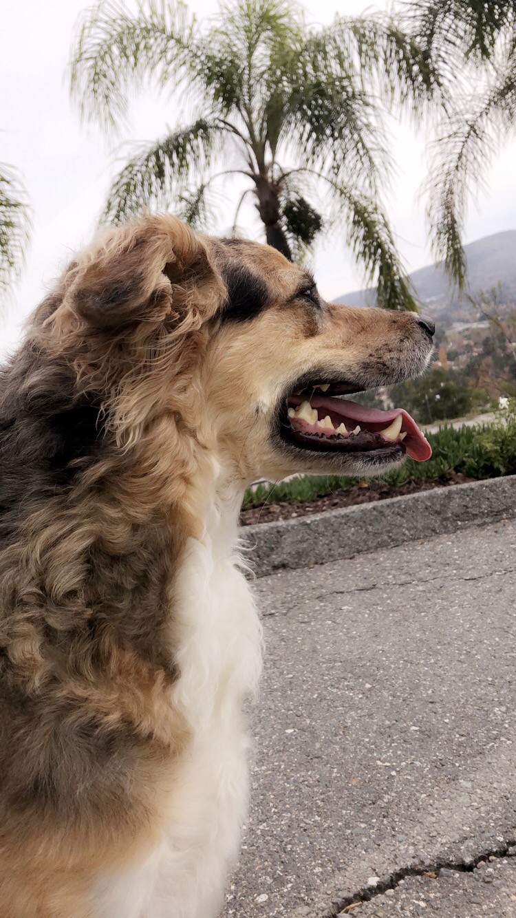 Image of Bella, Lost Dog