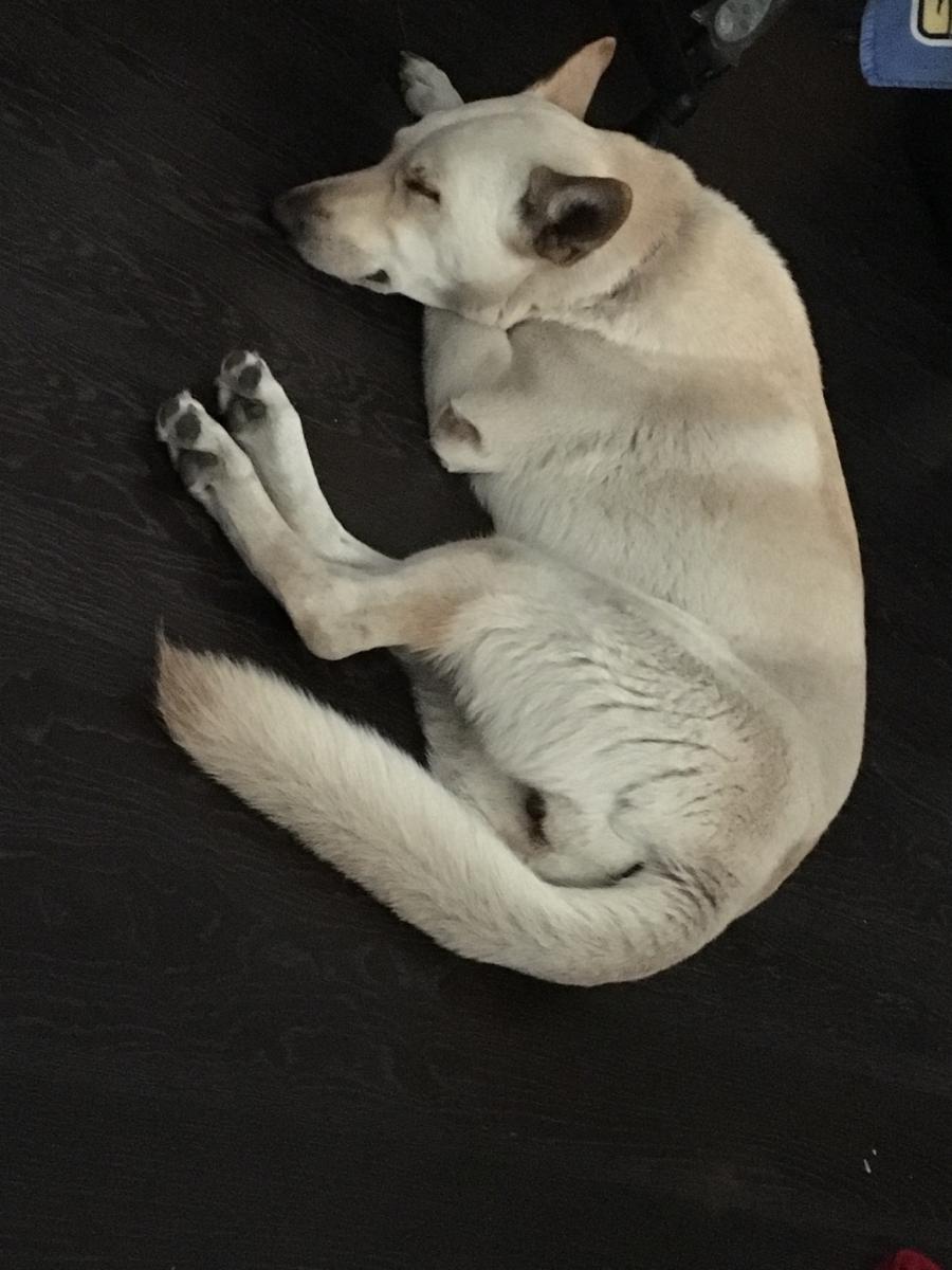 Image of Sofia, Lost Dog