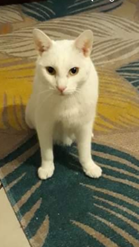 Image of OLAF, Lost Cat