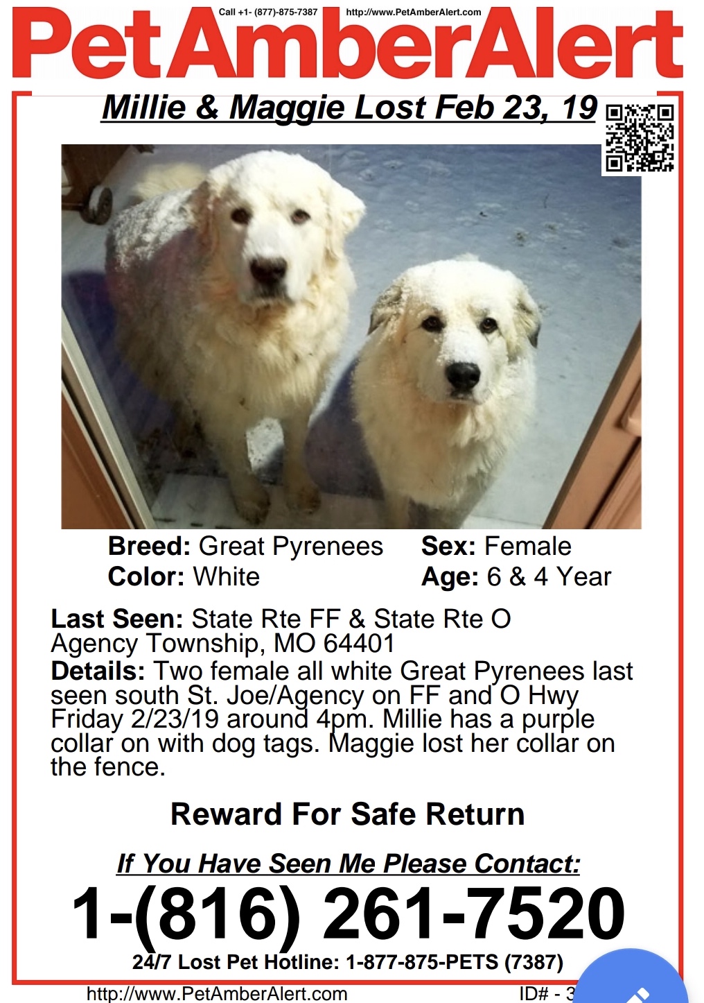 great pyrenees lost and found