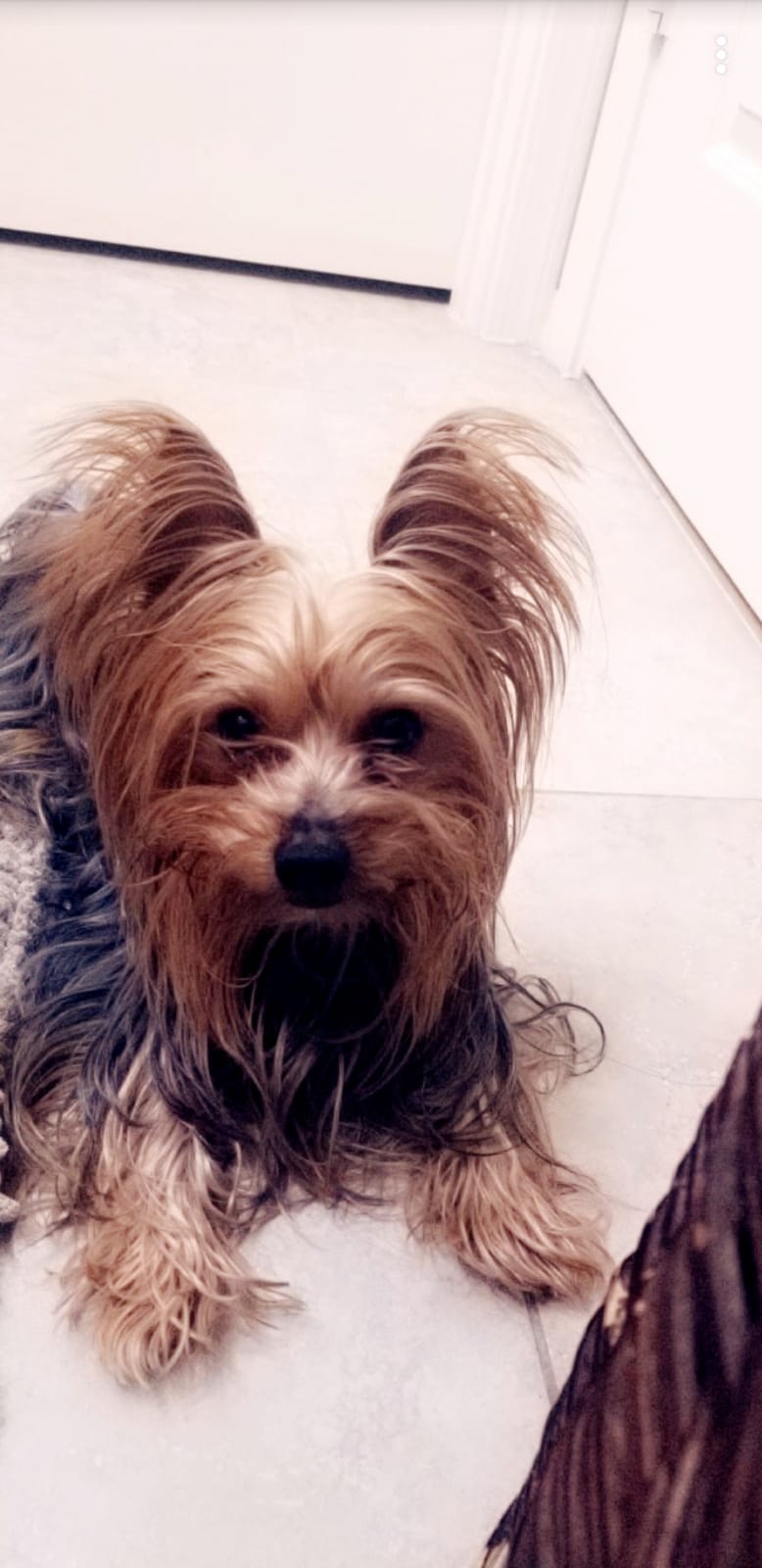 Image of Chiko, Lost Dog
