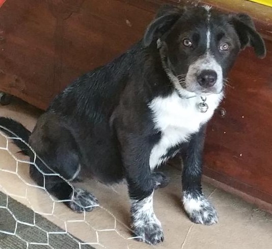 what is a sooner dog