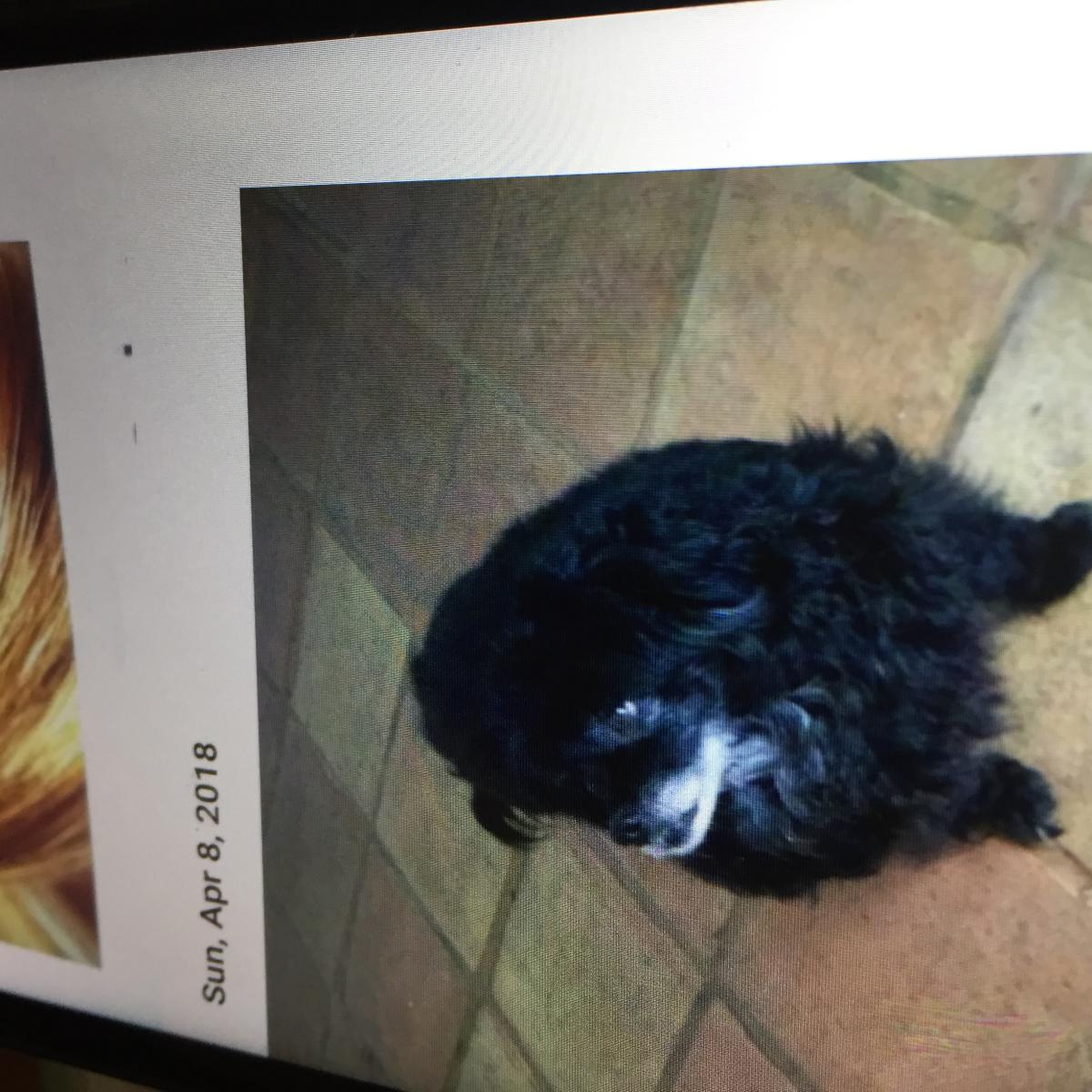Image of Fifi, Lost Dog