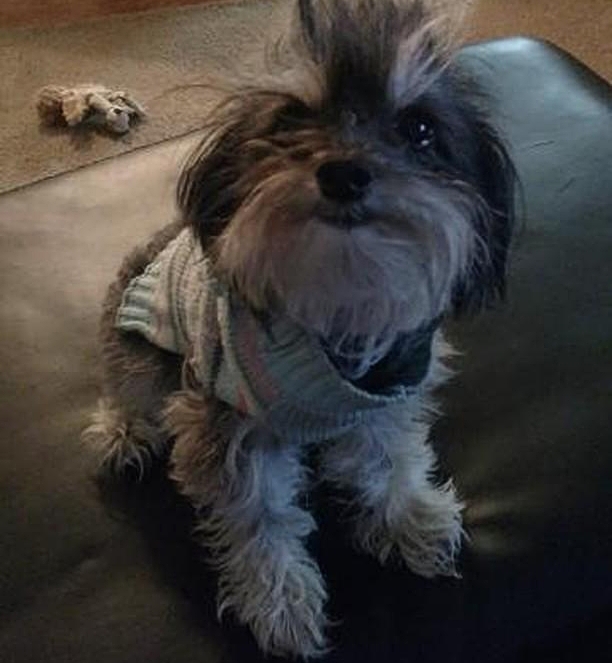 Image of Lillie, Lost Dog