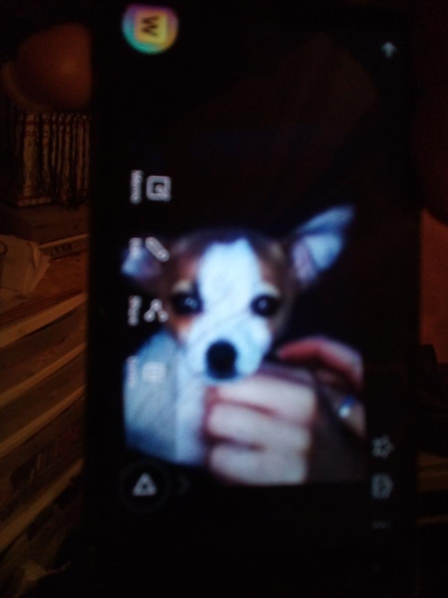 Image of Lil dog or w, Lost Dog