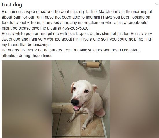 Image of Six, Lost Dog