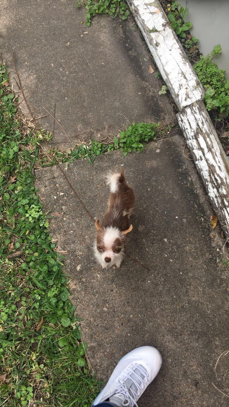Image of baby, Lost Dog