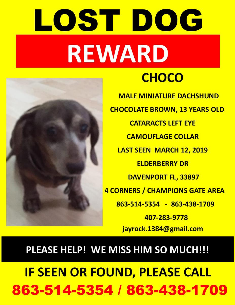 Image of Choco, Lost Dog